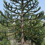 Jardineria Reina Jardineria Reina