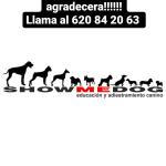 Anahí Showmedog Anahí Showmedog