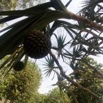 Trigarden Trigarden