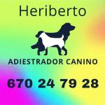 Adiestrador Y Técnico En Asistencia Con Perro