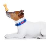 Vida De Perro