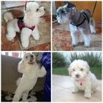 Puppies Pelucan Puppies Pelucan