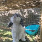 Rocio Cuidamos A Tu Conejo Jara Rocio Cuidamos A Tu Conejo Jara