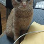 Luisa Silva Oliveira