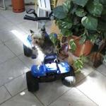 Olga Cárceles Jiménez