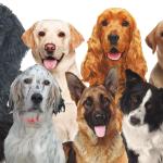 Tus Amigos Peludos Tus Amigos Peludos