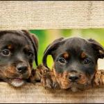 Vayadogs Adiestramiento Canino Vayadogs Adiestramiento Canino