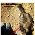 Nicedogwalking Nicedogwalking
