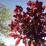 Limpiezas Y Jardinería  Pertiñez