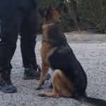 Manuel Adiestrador Canino