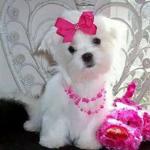 Dolores Gonzalez Melendez Dolores Gonzalez Melendez