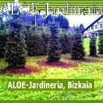 Aloe Jardineria Aloe Jardineria