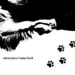 Adiestradora Canina Estefi Adiestradora Canina Estefi