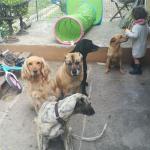 Sauma Canina Mauri Sandoval