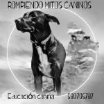 Noe Rompiendo Mitos Caninos Noe Rompiendo Mitos Caninos