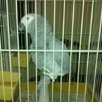 Ángel Ángel