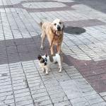 Global Canine Global Canine