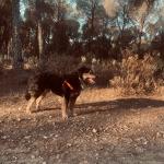 Oscar Alamillo Rufo Oscar Alamillo Rufo