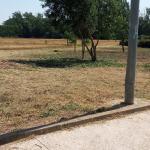 Servicios Forestales Y De Jardinería Servicios Forestales Y De Jardinería