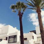 Poda De Palmeras Y Jardinero Poda De Palmeras Y Jardinero