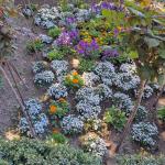 Jesús Carlos Jesús Carlos