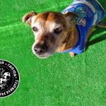 The Perrotes Dog Hotel The Perrotes Dog Hotel