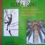 Xilema Podas Xilema Podas