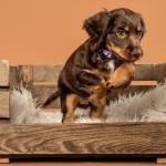 Psk Dog Trainer Psk Dog Trainer