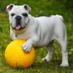 Leo Etólogo Canino