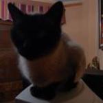 Brenan Cats Brenan Cats