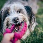 Saray Pericacho Educadora Canina Saray Pericacho Educadora Canina