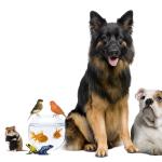 Cuidadorpaseador De Todo Tipo De Animales Cuidadorpaseador De Todo Tipo De Animales