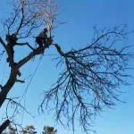 Poda En Altura Jardinero Poda En Altura Jardinero