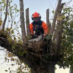 Arce  Jardinería Y Paisajismo
