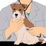 Medico Veterinario Cuidador De Mascotas