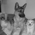 Jose Sevilla Garcia Jose Sevilla Garcia