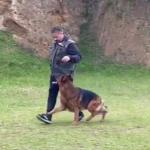 Adiestramiento Canino Inuk Adiestramiento Canino Inuk