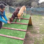 Happy Animales Happy Animales