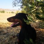 Villa Manuela Dog Camp Villa Manuela Dog Camp