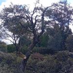 Jardineríapodasdesbroces Y Limpiezas.