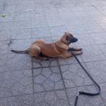 Mvadiestradorcanino Mvadiestradorcanino
