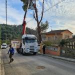 Servicio Forestal Servicio Forestal
