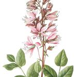 Botanic Studio Botanic Studio