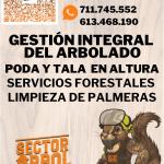Sector Arbol Sector Arbol