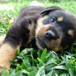 Paseadores de Perros