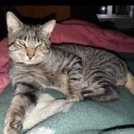 Johanna Tique Torred