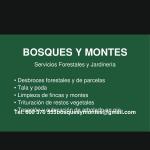 Bosques Y Montes