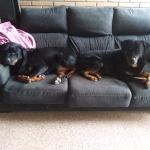 Adopta Ppp Adopta Ppp