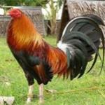 Cocos Ursu Cocos Ursu