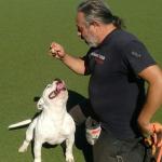 Jose Adiestrador Canino Profesional Jose Adiestrador Canino Profesional